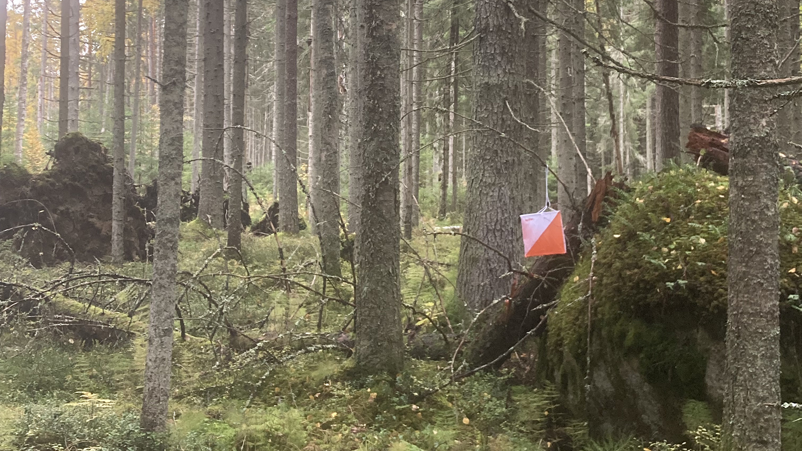 Seuranmestaruuskisat Somerolla to 27.8.